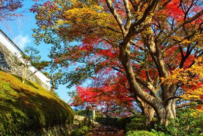 Low angle view of trees during autumn