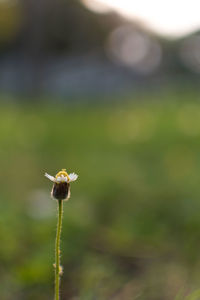 Close-up of bee on flower