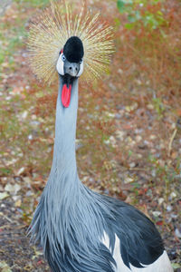 Close-up of a bird