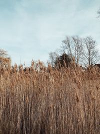 High angle view of stalks in field against sky