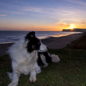 Dog at sea shore against sky during sunset