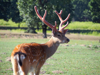 Deer standing in a field