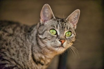 Close-up portrait of a cat