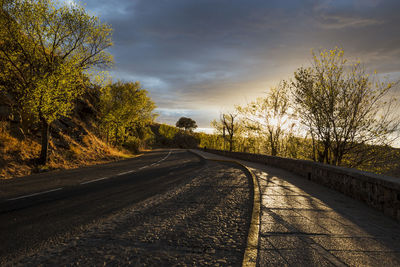 Surface level of road along trees