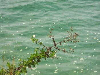 High angle view of plant floating on lake