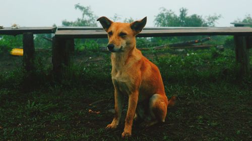 Dog looking away on field