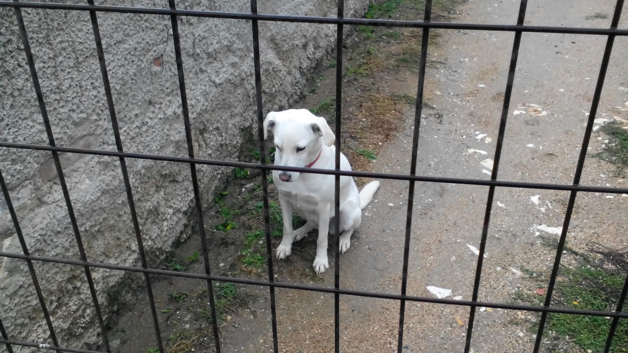 animal themes, domestic animals, mammal, dog, one animal, pets, fence, high angle view, chainlink fence, standing, pet leash, looking at camera, portrait, protection, safety, metal, white color, outdoors, no people, day