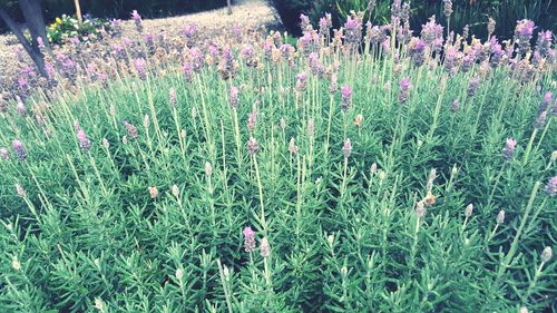 Flowers blooming on field