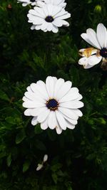 Close-up of white flowers blooming outdoors
