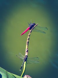 Close-up of dragonfly on twig