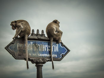 Low angle view of monkeys sitting on sign board against cloudy sky