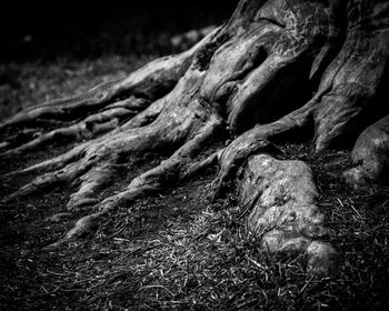 Close-up of tree trunk