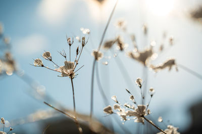 Close-up of flowering plant