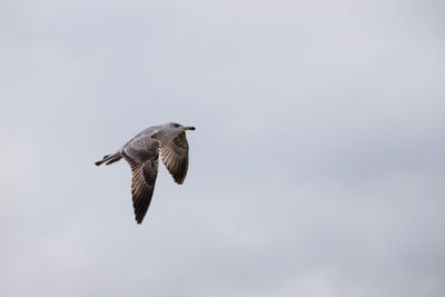 Low angle view of eagle flying in sky