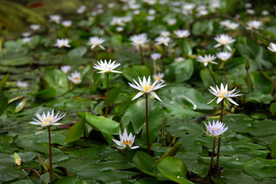 Close-up of white water lily in lake