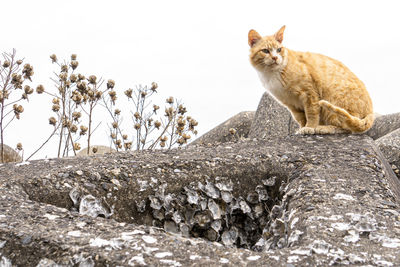 Cat sitting on rock against sky