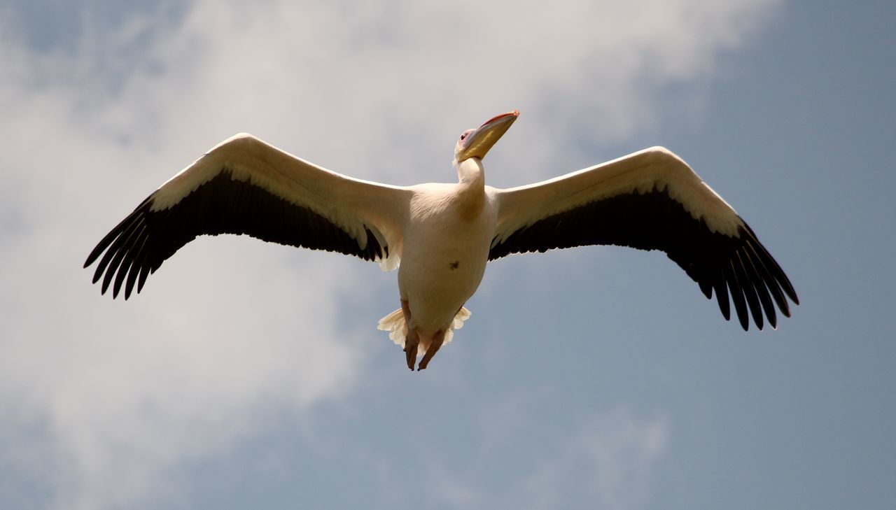 low angle view, sky, cloud - sky, cloud, flying, cloudy, day, outdoors, nature, blue, no people, spread wings, sunlight, bird, mid-air, animal representation, animal themes, star shape, tree, high section