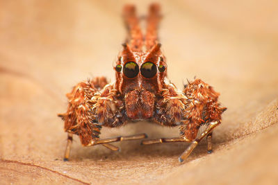 Close-up of spider