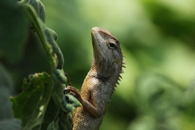 Close-up of a lizard