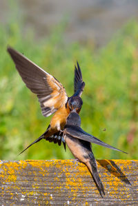 Close-up of bird flying against blurred background