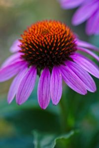 Close-up of pink flower