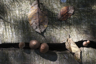 High angle view of hands and leaves on table