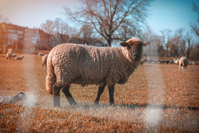 Sheep standing in a field