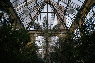 Potted plants in greenhouse