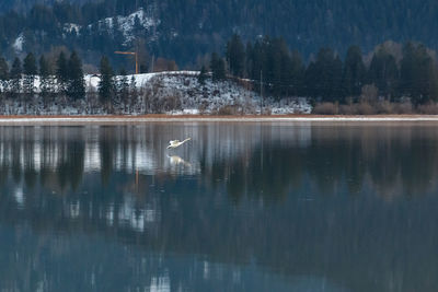 View of birds in lake