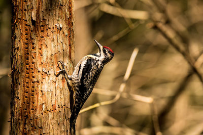 Close-up of a bird perching on tree