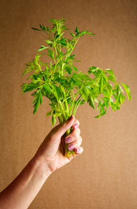 A woman's hand with a little fresh parsley.