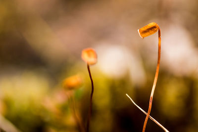 Close-up of plant against blurred background