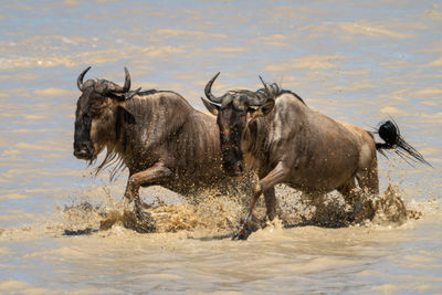 Two blue wildebeest gallop through shallow lake