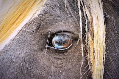 Close-up of horse eye