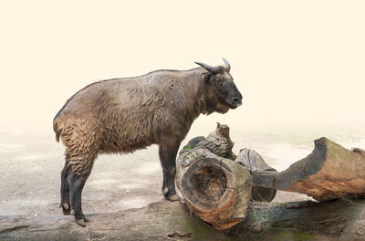 Horse standing on rock against sky