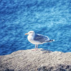 Seagull perching on rock by sea