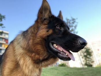 Close-up of a german shepherd dog looking away