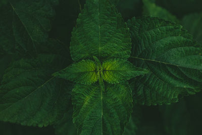 Close-up of green leaves