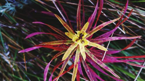 Close-up of plant