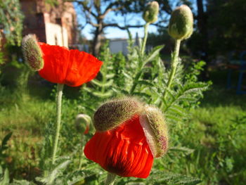 Close-up of red poppy flower