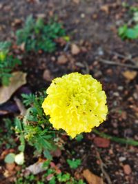 Close-up of yellow flowering plant on field