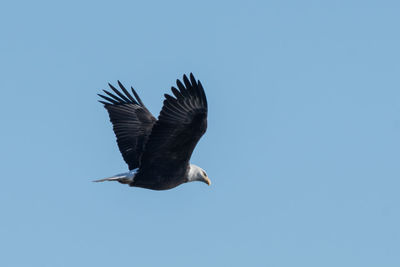 Low angle view of eagle flying against clear blue sky