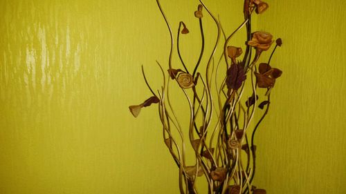 Close-up of yellow flowers