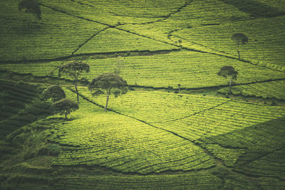 High angle view of agricultural field