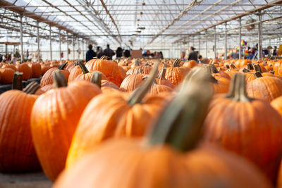 Full frame shot of pumpkins for sale