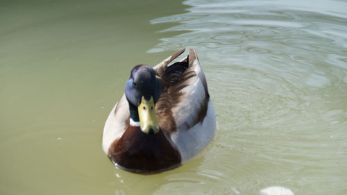 Close-up of duck swimming in lake