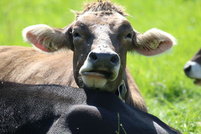 Portrait of cow on field look on camera 