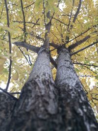 Low angle view of trees in forest