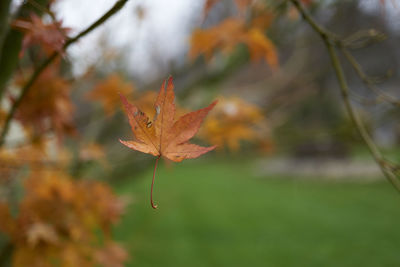 Close-up of maple leaf on branch