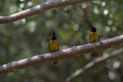 Close-up of bird perching on branch